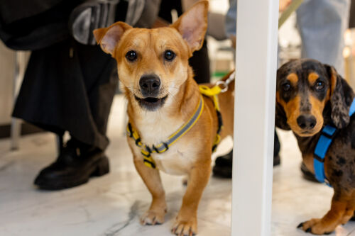 ЖК «Чкалов» дом 7 - Выдача ключей в ЖК «Чкалов», дом 7